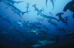 Many hammerhead sharks